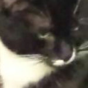 Meet your Posher, Bob